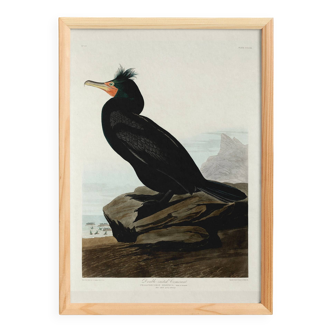 Poster about the Crested Cormorant, based on an old engraving from 1827.