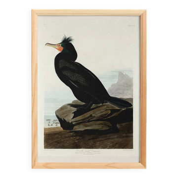 Poster about the Great Auk, based on an old engraving from 1827.