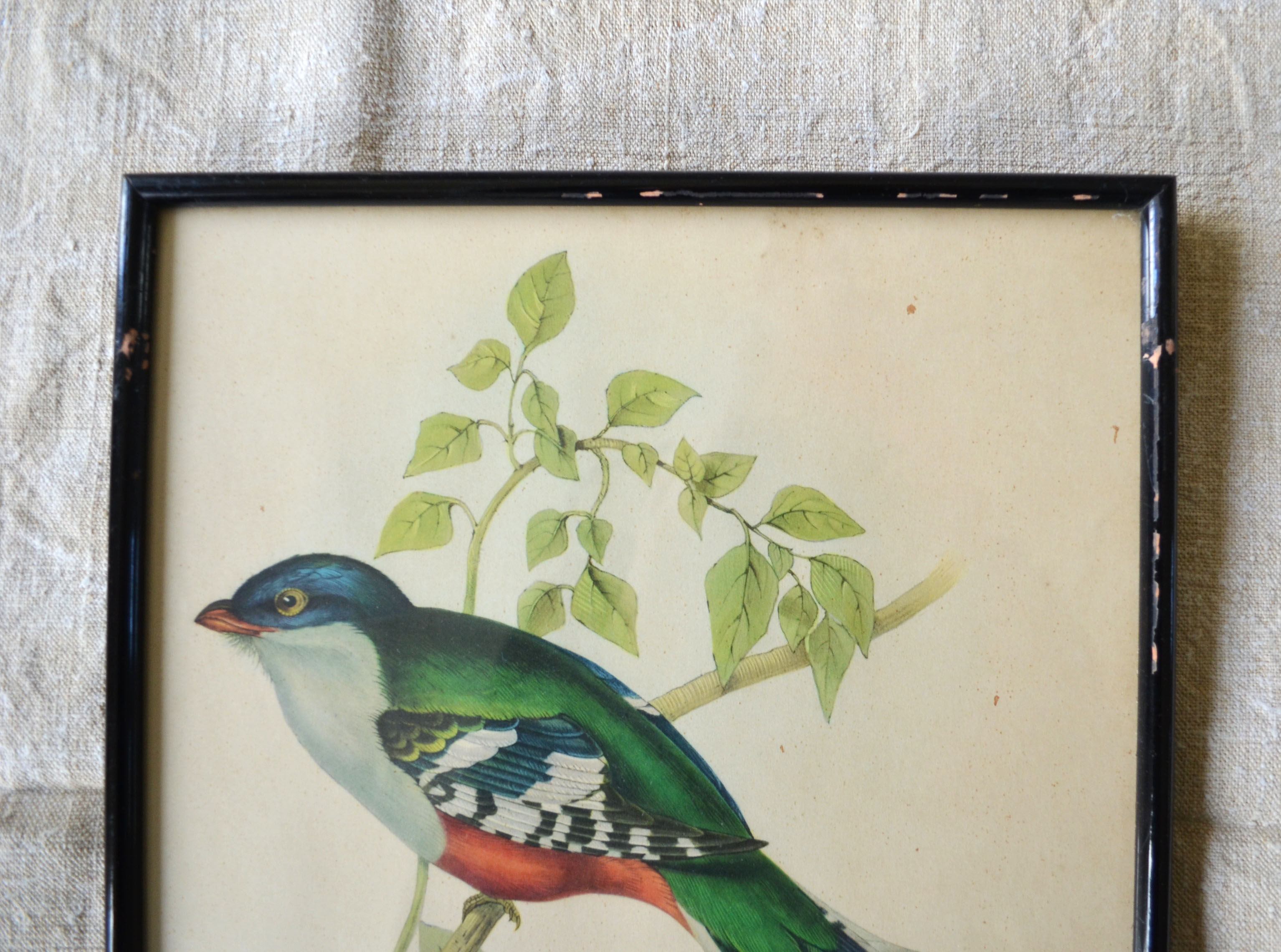 4 reproductions of naturalistic engravings exotic birds