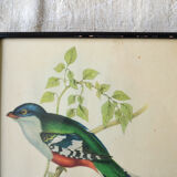 4 reproductions of naturalistic engravings exotic birds