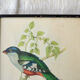 4 reproductions of naturalistic engravings exotic birds