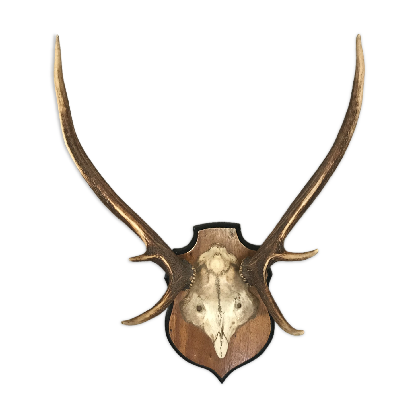 Massacre bois cerf vintage trophée chasse 6 cors