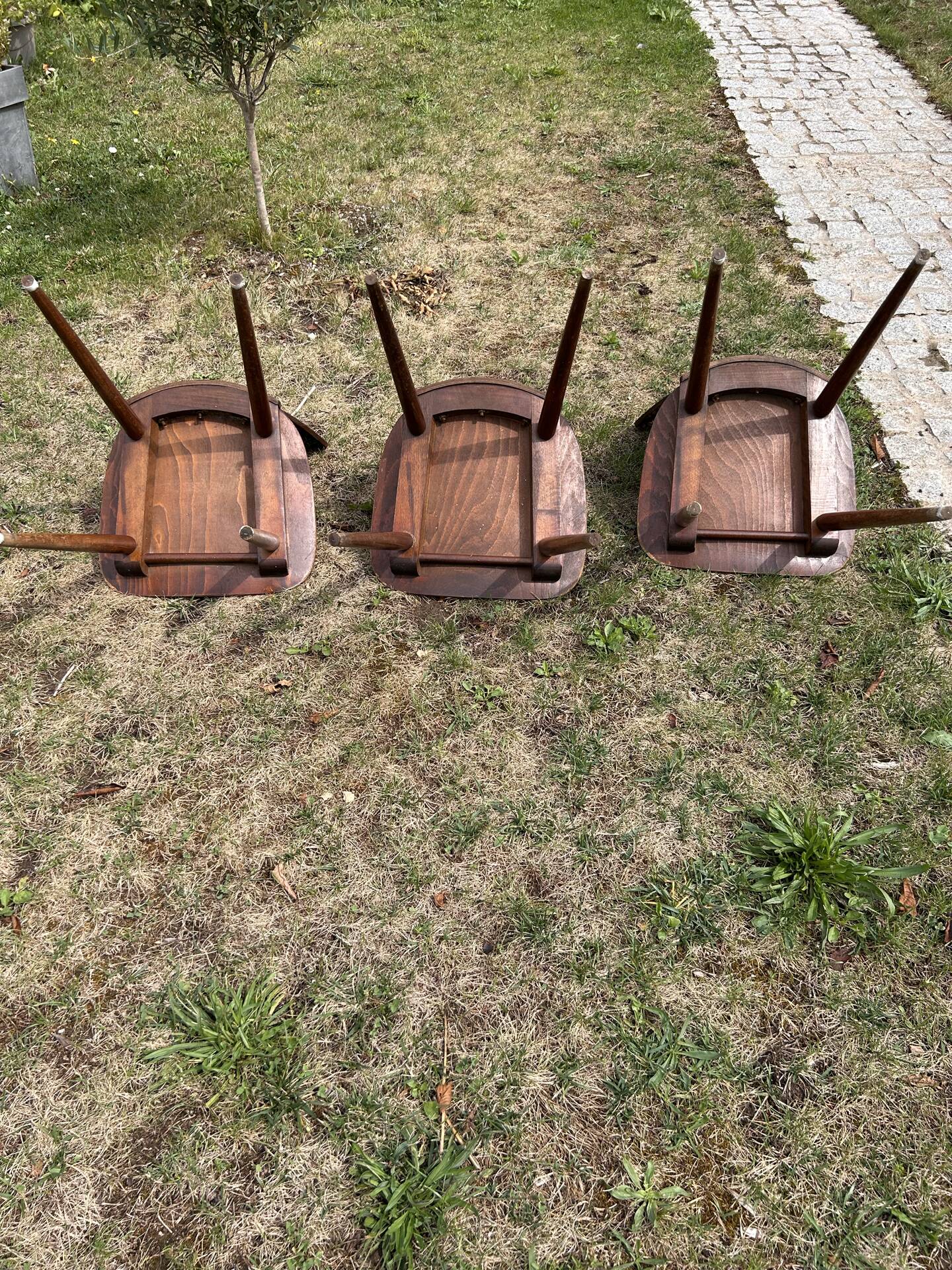 Baumann chair model Ants