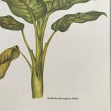 Botanical board Dieffenbachia