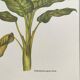 Planche botanique le Dieffenbachia