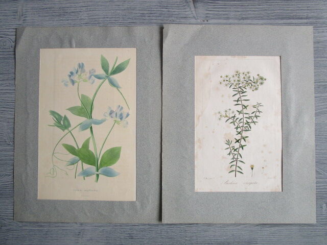 Lot de 2 gravures botaniques anciennes a encadrer
