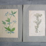 Lot de 2 gravures botaniques anciennes a encadrer