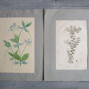 Lot de 2 gravures botaniques anciennes a encadrer