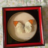 Naturalized butterfly frame taxidermies