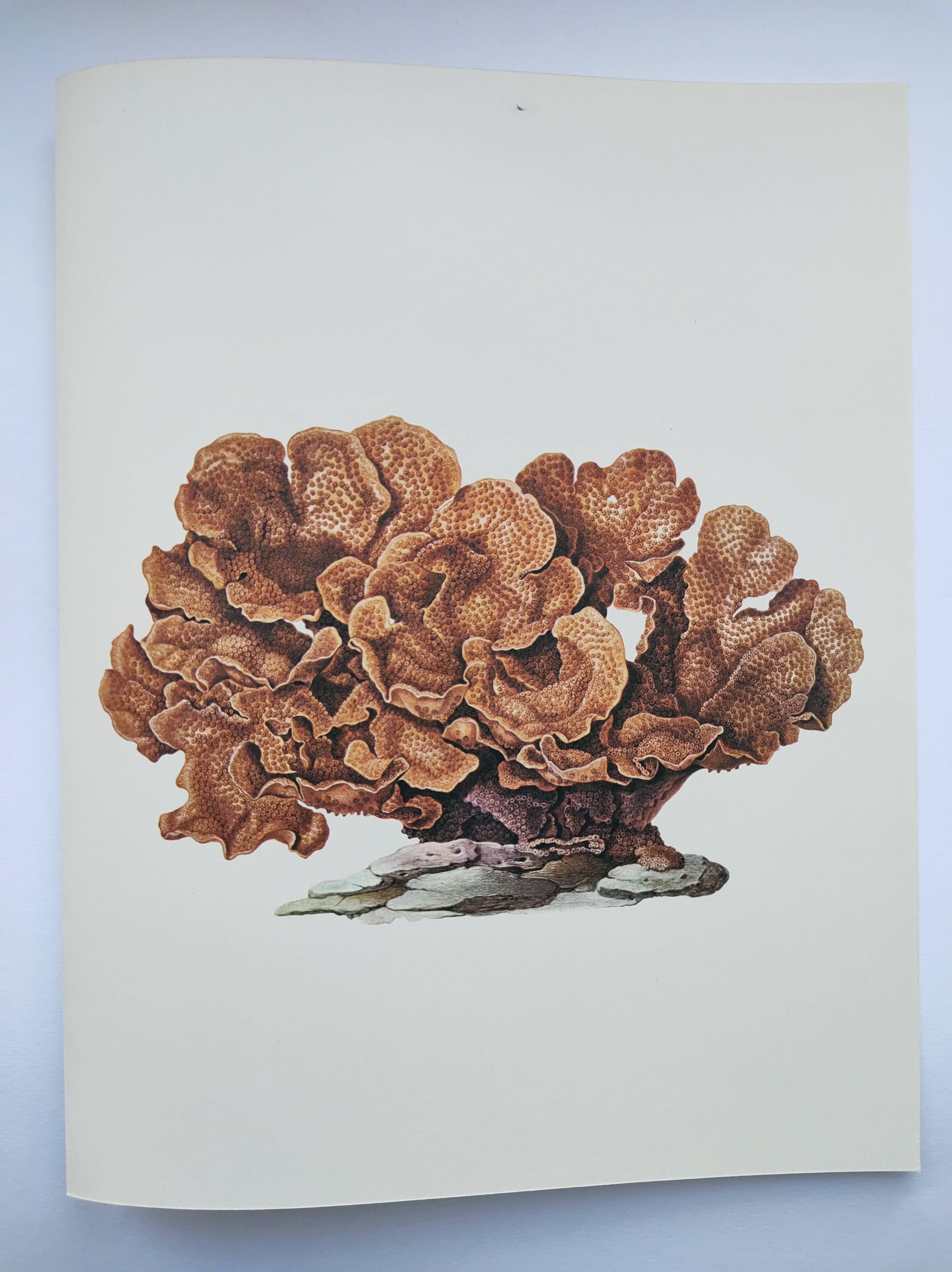 Old board -Échinopore- Vintage illustration from 1970 - Ocean coral