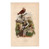 Old engraving from 1839 - Pigeons by A. Fries - Vintage plate