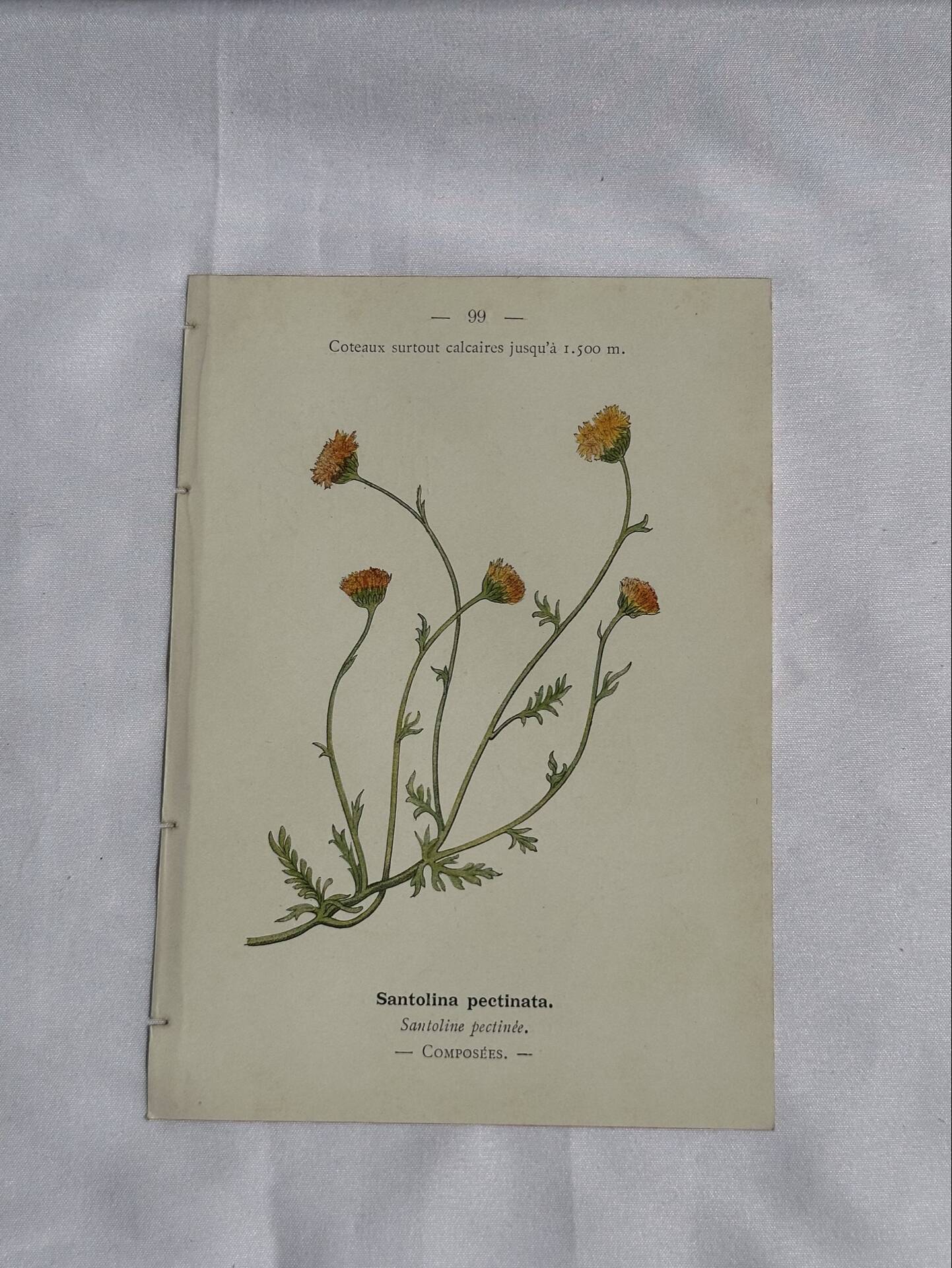 Gravure Botanique Ancienne XIXe – Lithographies Naturalistes  Fleurs &