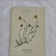 Gravure Botanique Ancienne XIXe – Lithographies Naturalistes  Fleurs &