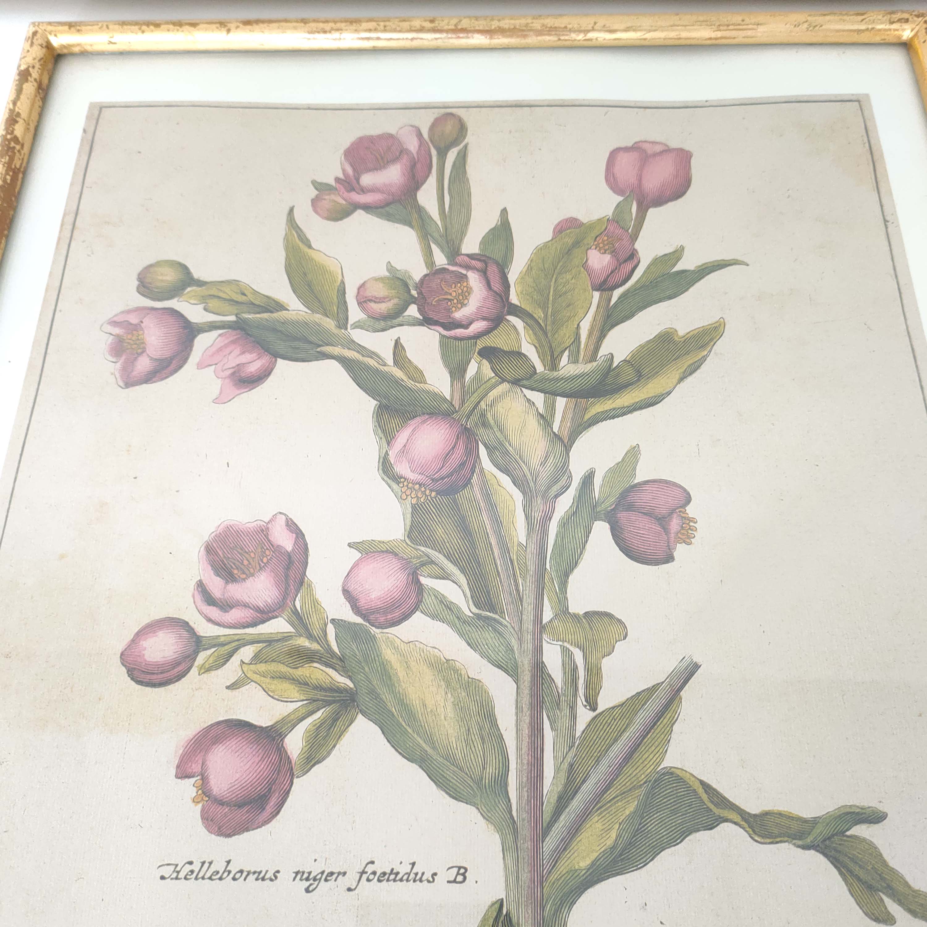 Botanical poster cade gilded wood