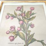 Botanical poster cade gilded wood