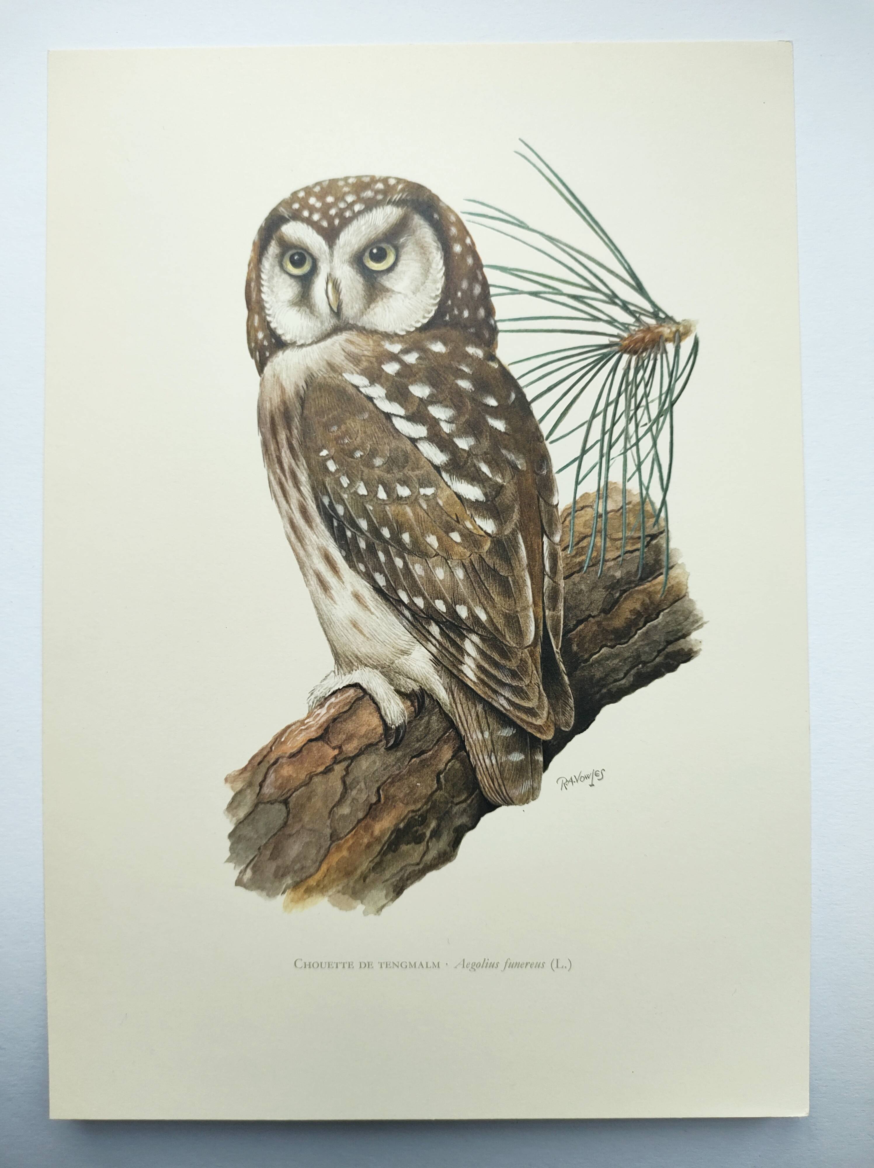 Planche ancienne oiseaux Années 1960 - Chouette de Tengmalm - Hibou