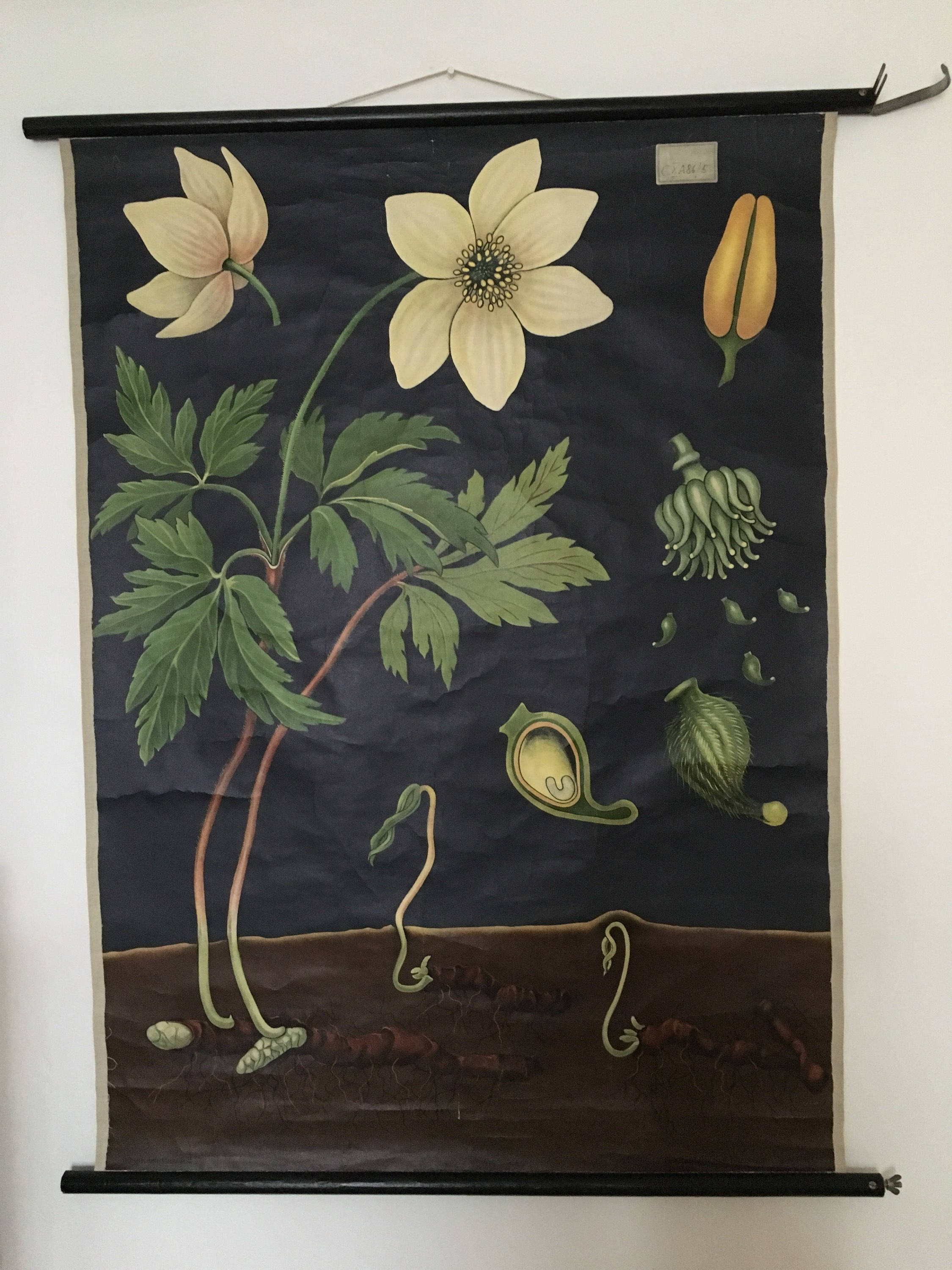 Displays educational anemone Nemorosa 1950