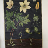 Displays educational anemone Nemorosa 1950