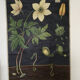 Displays educational anemone Nemorosa 1950