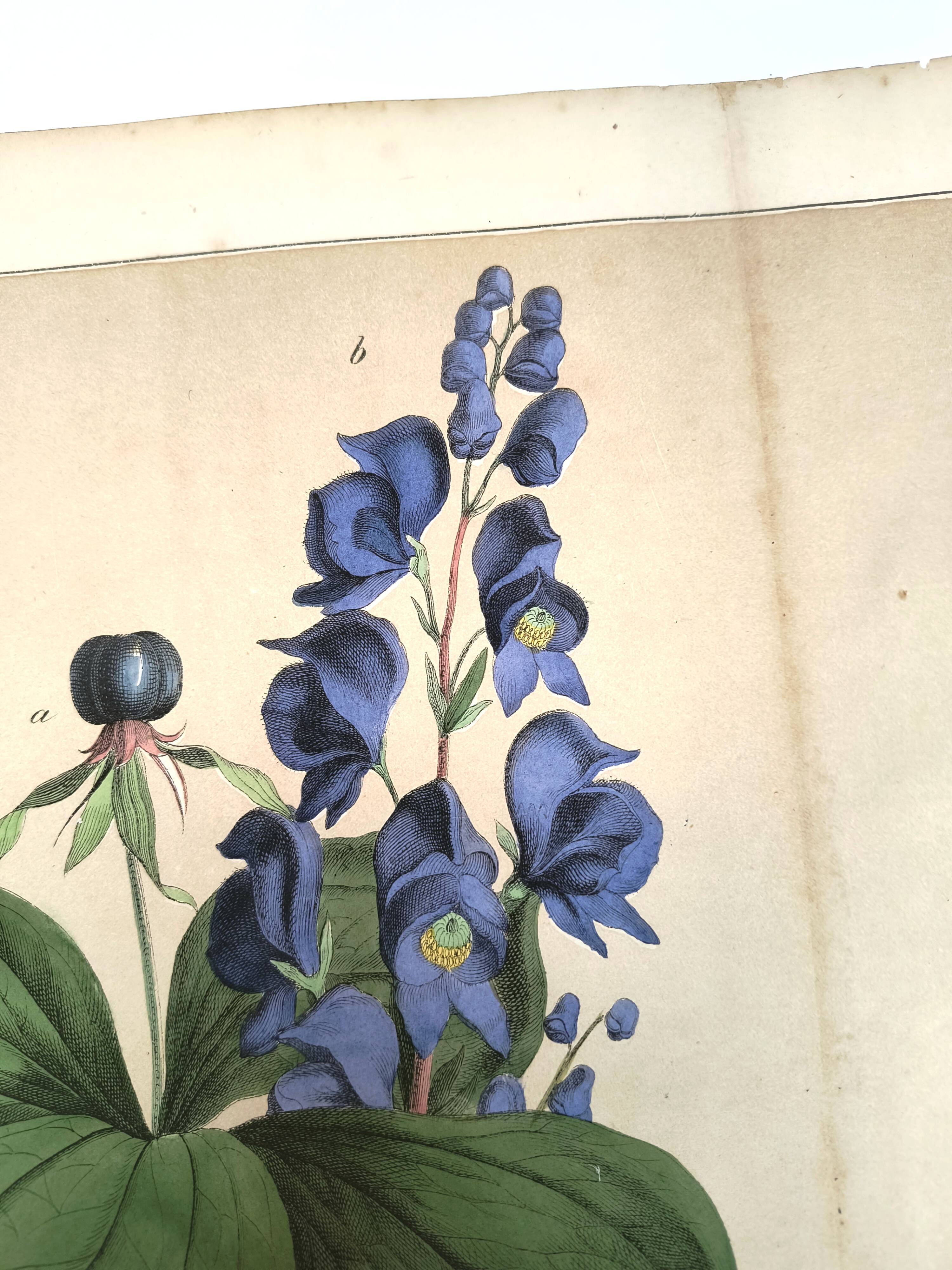 Botanical engraving from 1870 - Poisonous plants, - Lithograph, plate