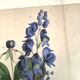 Botanical engraving from 1870 - Poisonous plants, - Lithograph, plate
