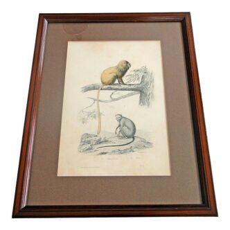 Animal engraving xixth illustration travies art framing cabinet of curiosities n° 3