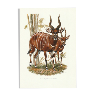 Vintage school print of a bongo