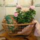 OLD BASKET OR LAUNDRY BASKET