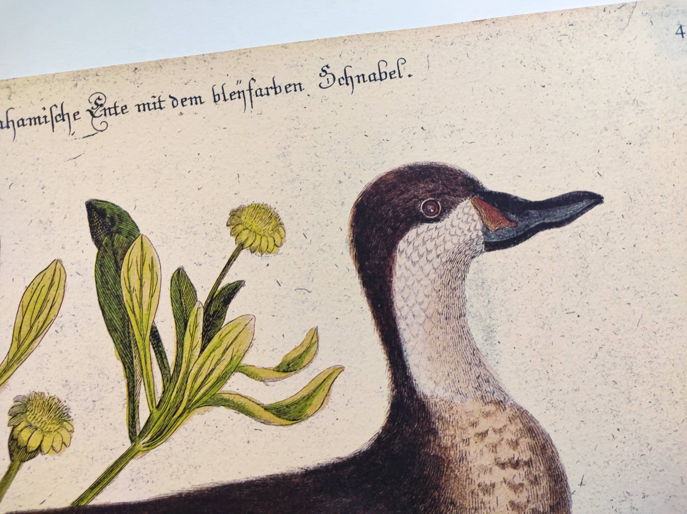 Antique bird engraving - Bahama Duck - Zoological plate by Seligmann & Catesby