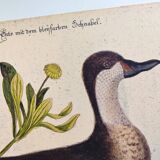 Antique bird engraving - Bahama Duck - Zoological plate by Seligmann & Catesby