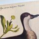 Antique bird engraving - Bahama Duck - Zoological plate by Seligmann & Catesby