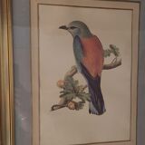 Bird engraving