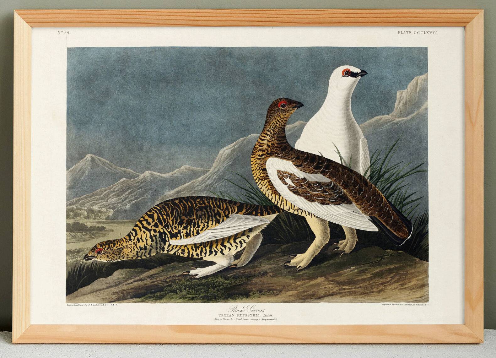 Poster about the Rock Ptarmigan, based on an old engraving from 1827.