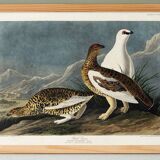 Poster about the Rock Ptarmigan, based on an old engraving from 1827.