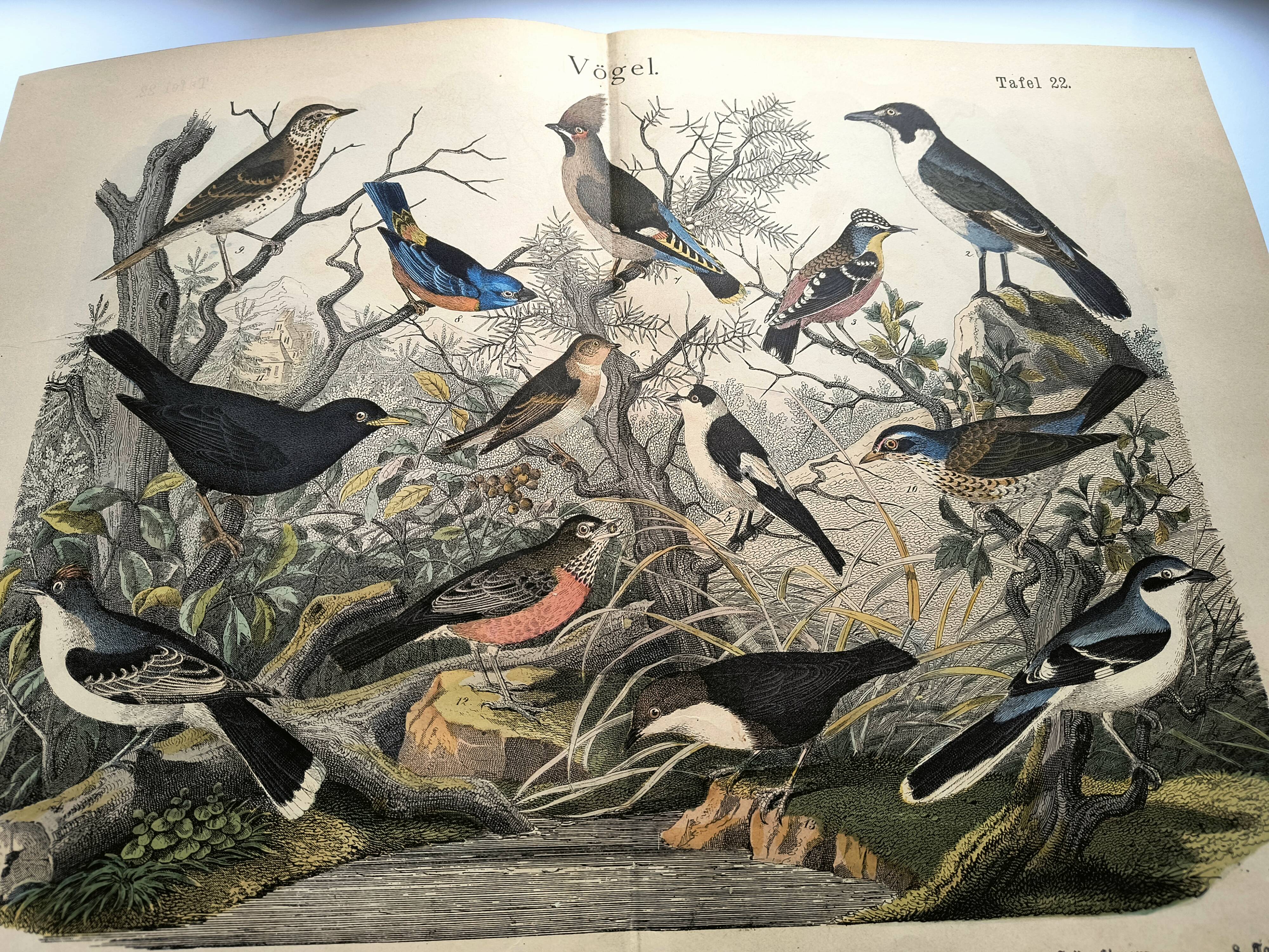 Large antique engraving, 1886 - Thrushes and European birds. Lithograph.