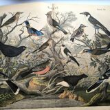 Large antique engraving, 1886 - Thrushes and European birds. Lithograph.