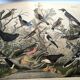 Large antique engraving, 1886 - Thrushes and European birds. Lithograph.