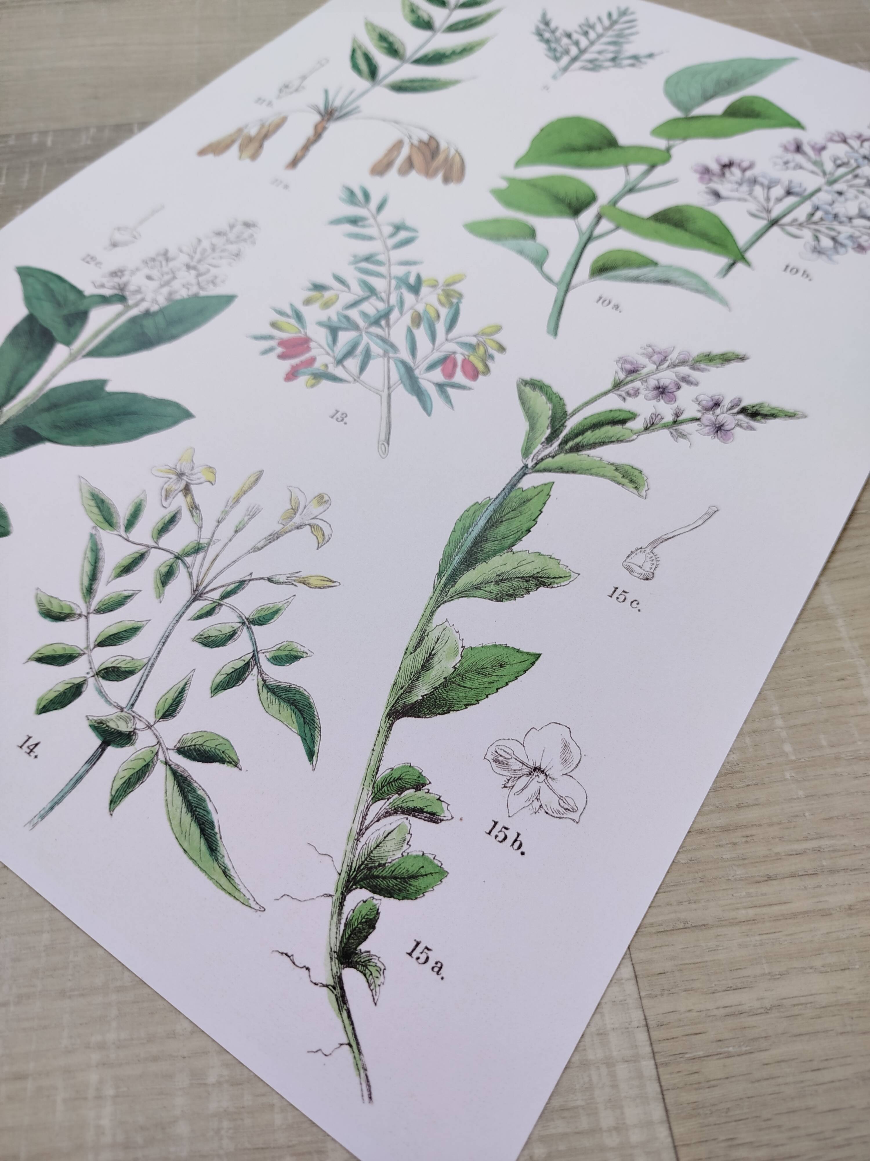 Plant poster based on an 1881 engraving "samphire"