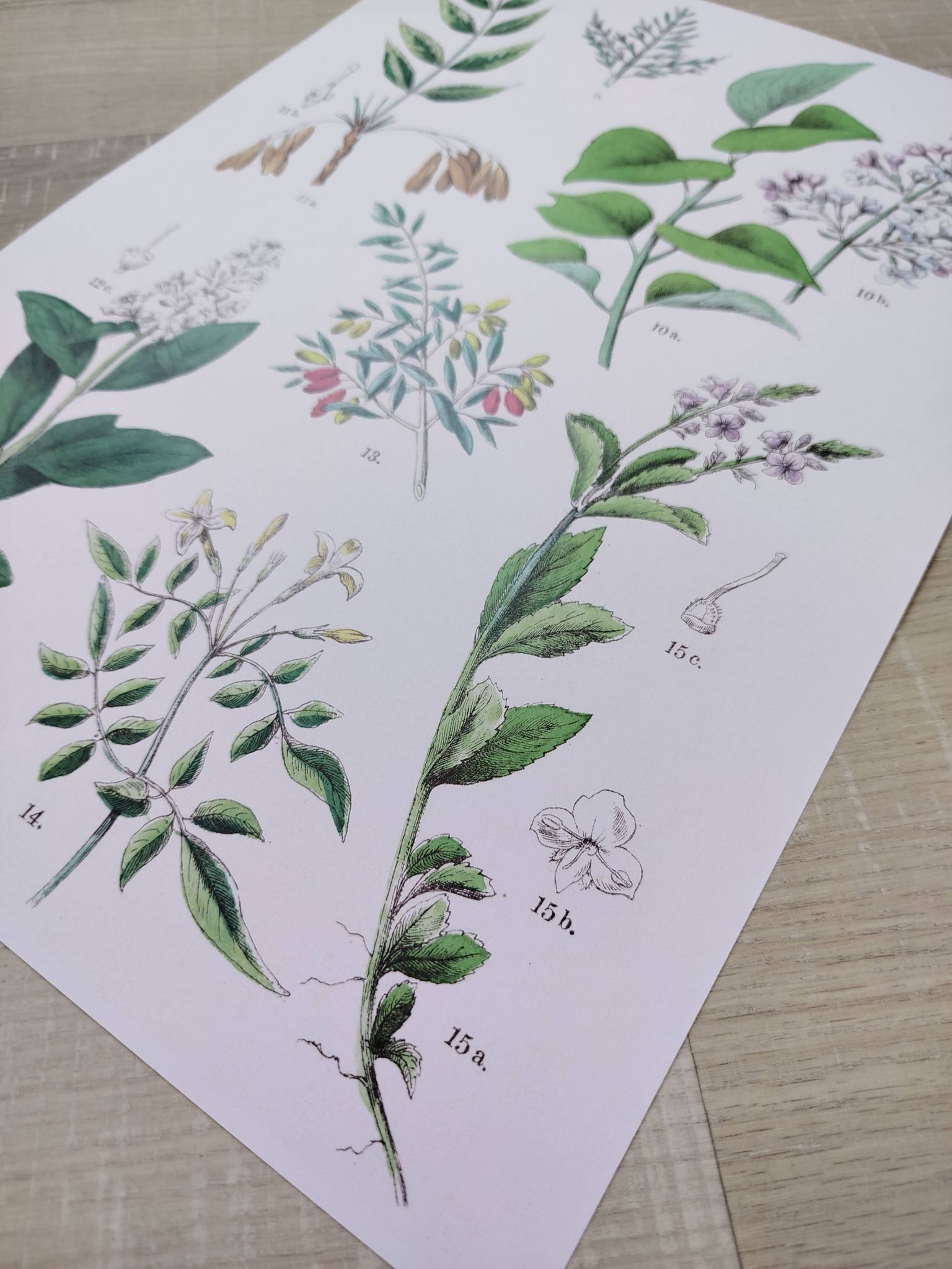 Affiche sur les plantes d'après une gravure de 1881 "salicorne"