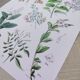 Plant poster based on an 1881 engraving "samphire"