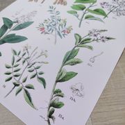 Affiche sur les plantes d'après une gravure de 1881 "salicorne"