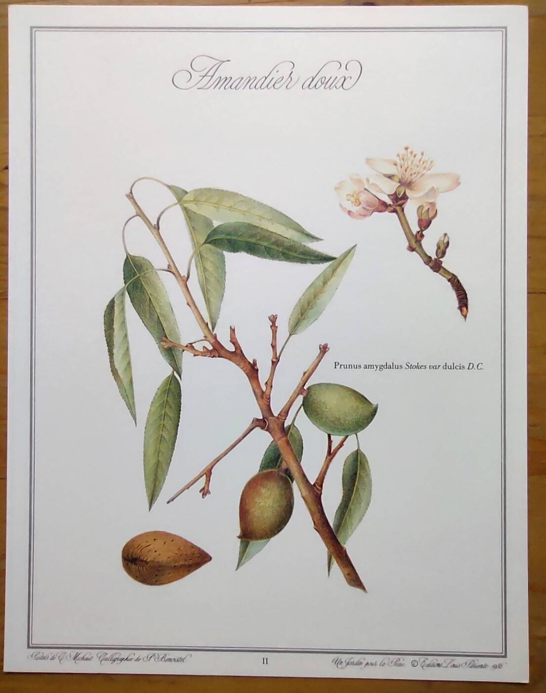 Botanical board -Sweet Almond- Illustration of medicinal plants and herbs