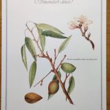 Botanical board -Sweet Almond- Illustration of medicinal plants and herbs