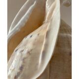 Shell lamp