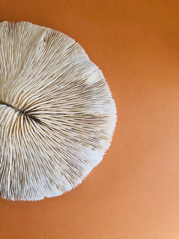 Coral fungia