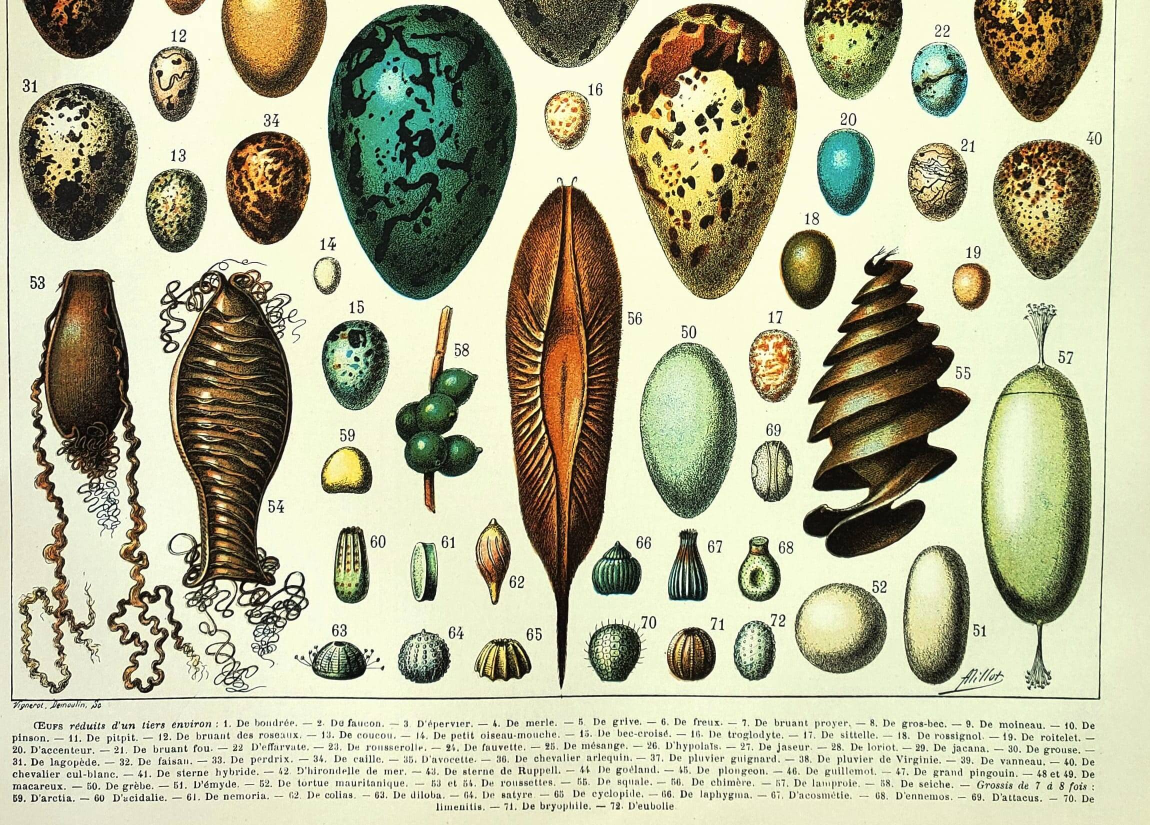 Antique engraving 1897 A. Millot - Eggs, birds, animals, zoology