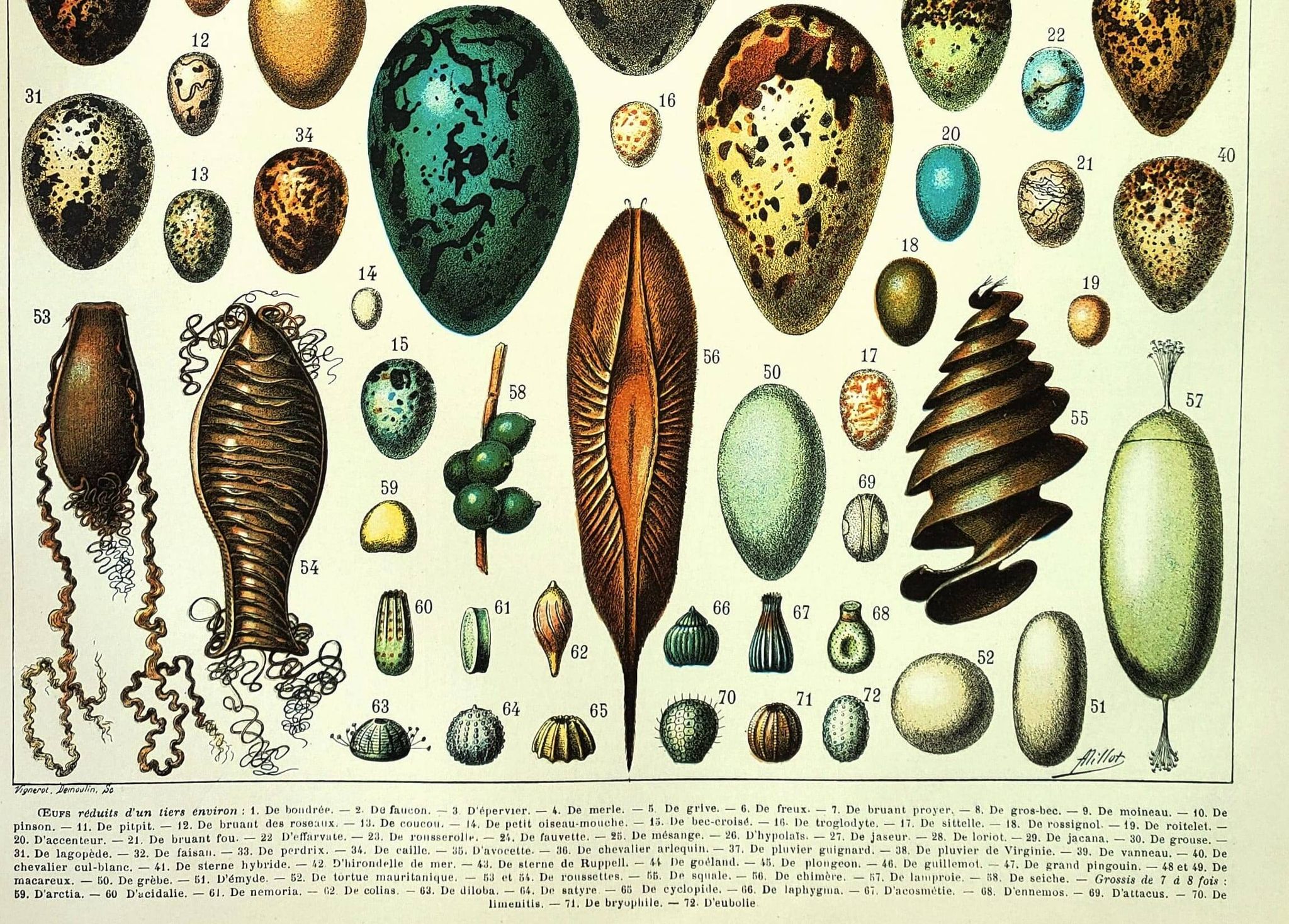 Gravure ancienne 1897 A. Millot - Œufs, oiseaux, animaux, zoologie