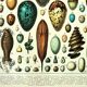 Antique engraving 1897 A. Millot - Eggs, birds, animals, zoology