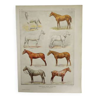 Original Engraving from 1922 - Horse Breed (1) - Old print