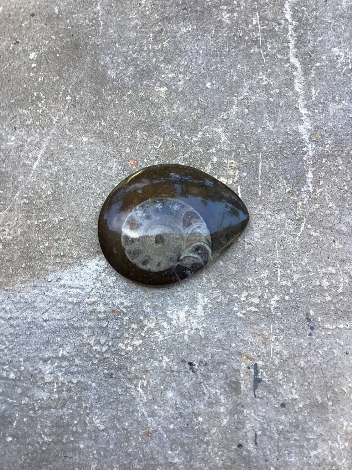 Small polished ammonite